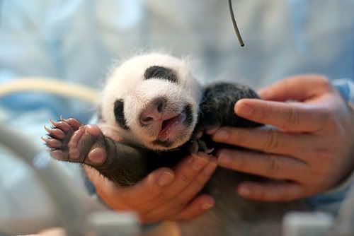 Images Of Baby Pandas. Baby Pandas