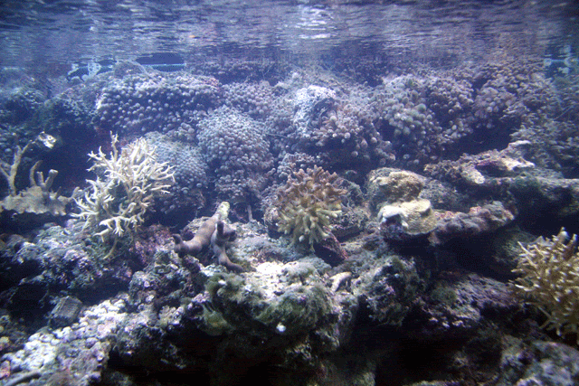 Reef-WP3.gif