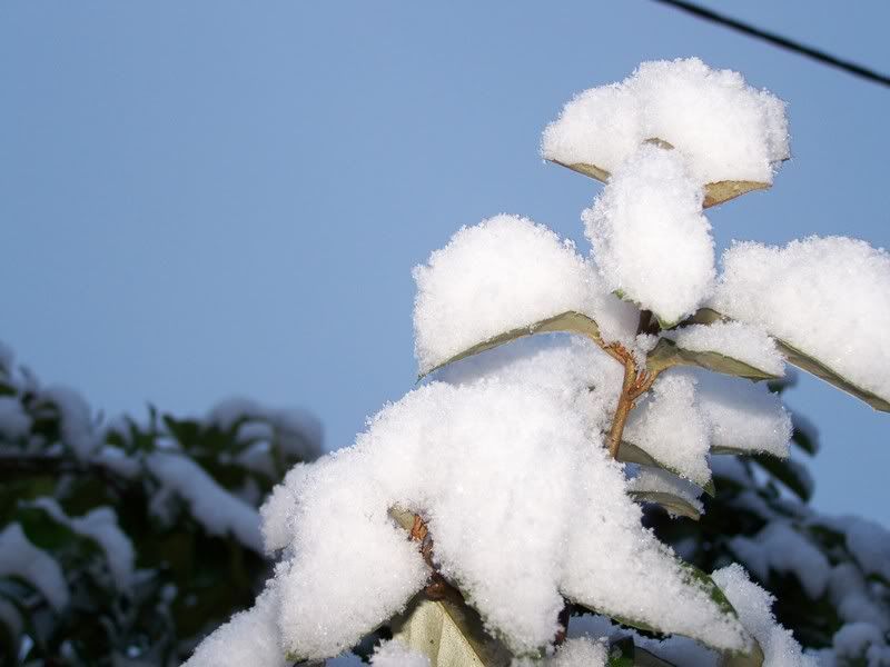 IMAGE: http://i65.photobucket.com/albums/h221/boringpicsrus/000_0174.jpg