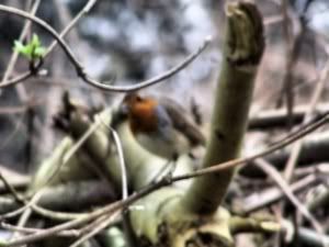 IMAGE: http://i65.photobucket.com/albums/h221/boringpicsrus/robin02small.jpg