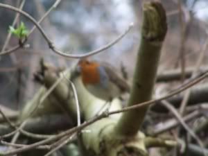 IMAGE: http://i65.photobucket.com/albums/h221/boringpicsrus/robinsmall.jpg