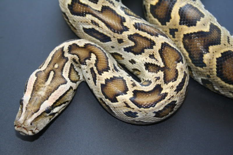 Dwarf Burmese Python