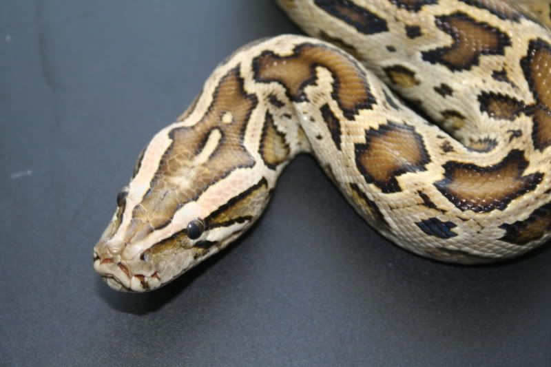 Dwarf Burmese Python