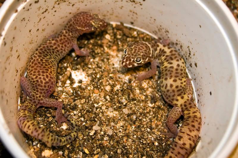 Geckos.jpg
