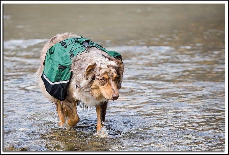 IMAGE: http://i65.photobucket.com/albums/h223/jra2212/packdog1.jpg