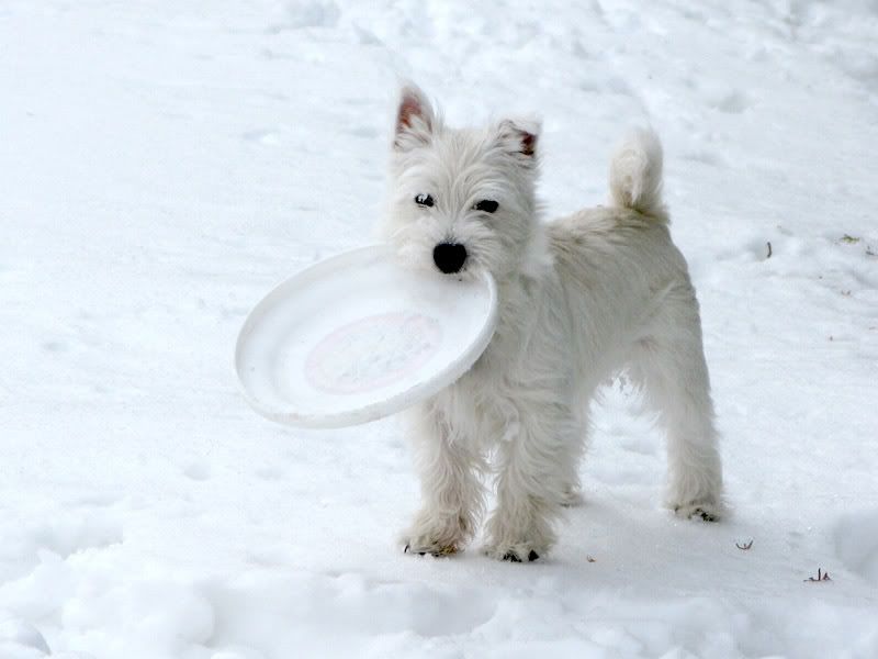 IMAGE: http://i65.photobucket.com/albums/h223/jra2212/westie.jpg