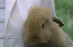 Happybunny_zps489b28f1.gif