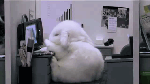 yayrabbits_zps4a09d01f.gif