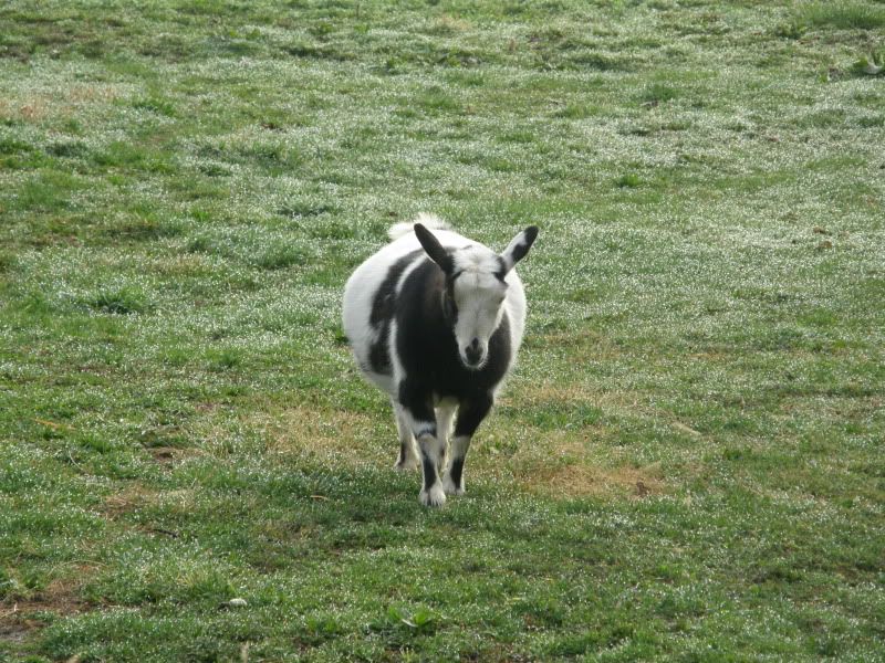 Cookie is getting miserable (and what's she doing?!?!) - Goats