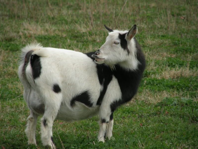 Cookie is getting miserable (and what's she doing?!?!) - Goats