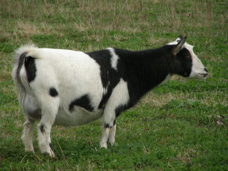 Cookie is getting miserable (and what's she doing?!?!) - Goats