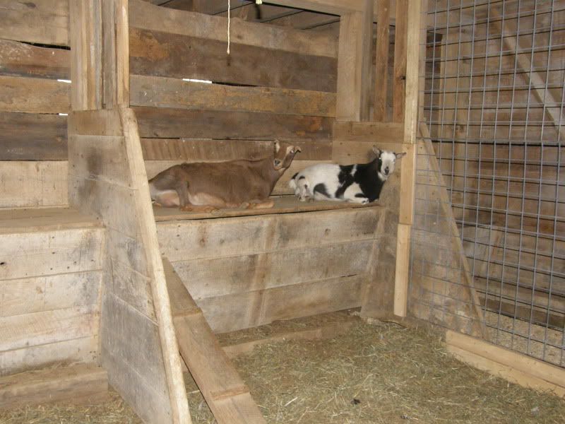 Cookie is getting miserable (and what's she doing?!?!) - Goats