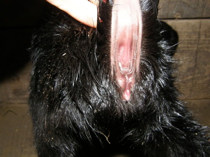 We have babies!!! - Goats