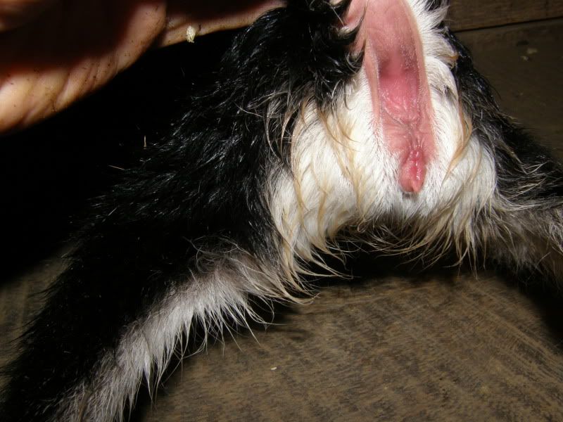 We have babies!!! - Goats