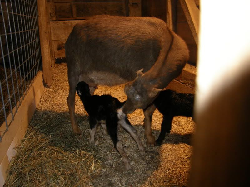 We have babies!!! - Goats