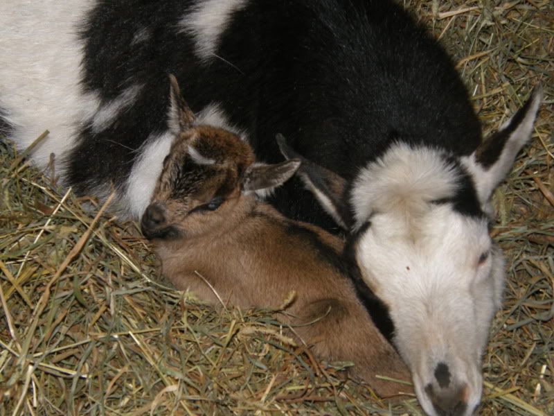 Cookie kidded - Goats