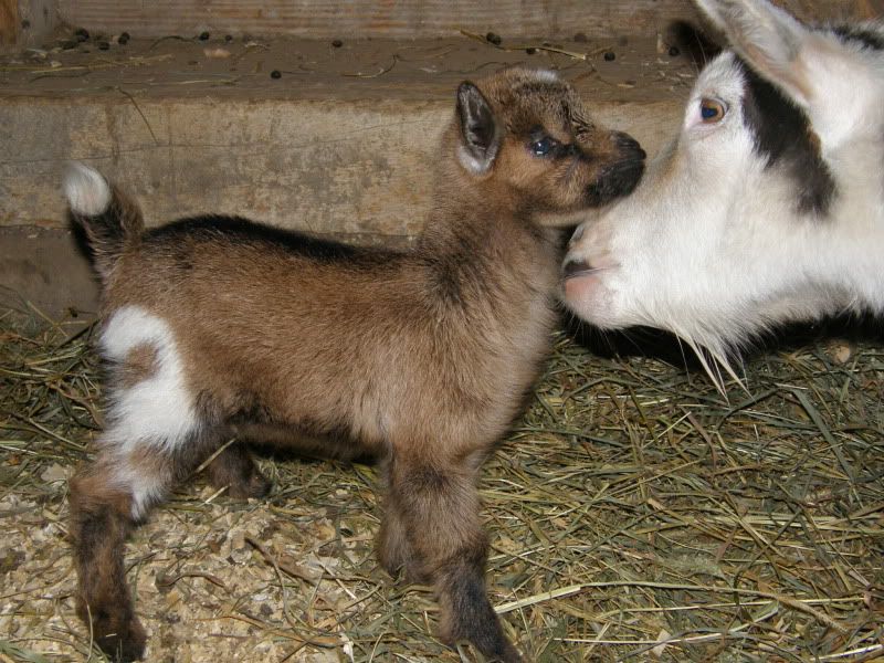 New picture of Cookie and her little one - Goats