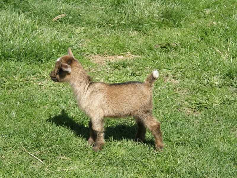 Yet more pictures of babies! - Goats