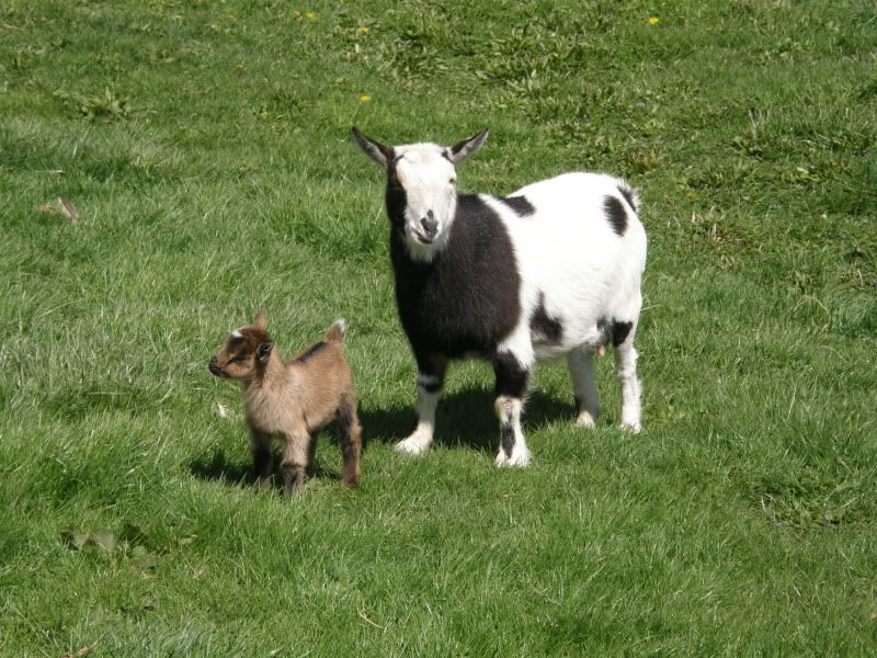 Yet more pictures of babies! - Goats