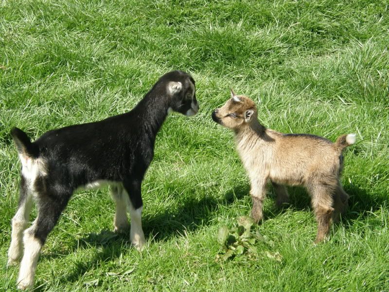 Yet more pictures of babies! - Goats