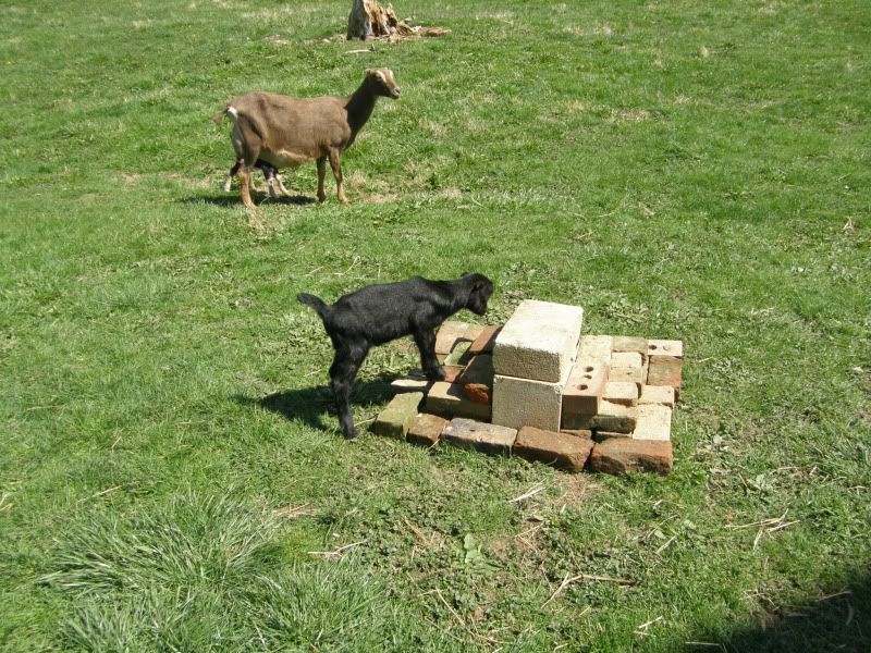 Yet more pictures of babies! - Goats