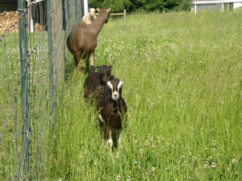 New pictures - Goats