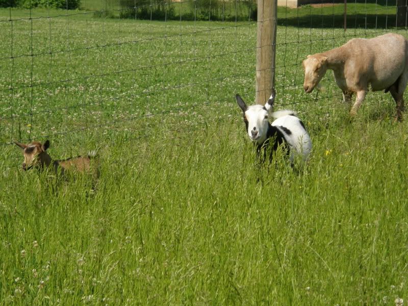 New pictures - Goats