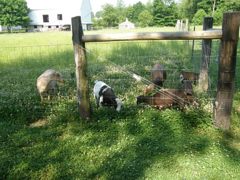 New pictures - Goats