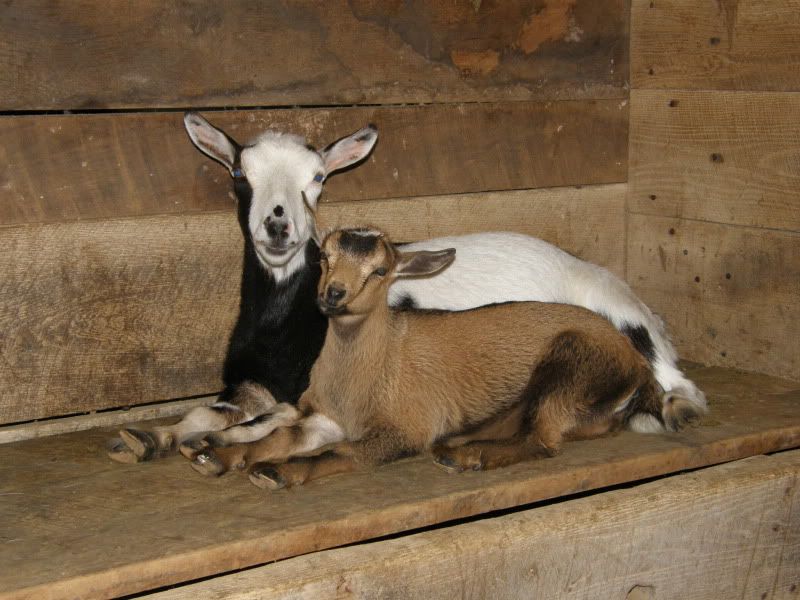 Little Fuzz is changing color!?!?!?!? - Goats