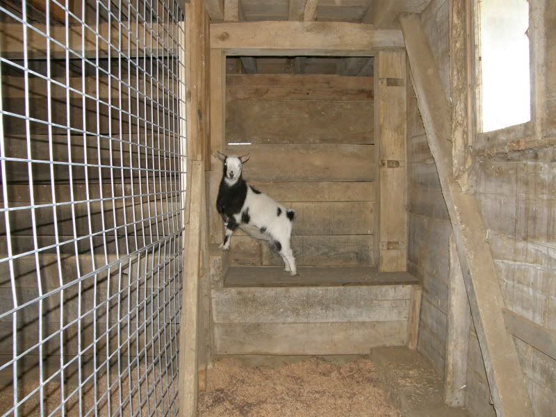 Finally...goat and barn pictures - Goats