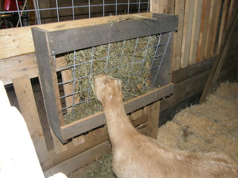 Finally...goat and barn pictures - Goats