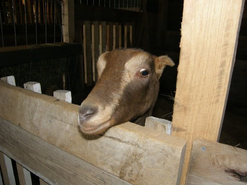 Finally...goat and barn pictures - Goats