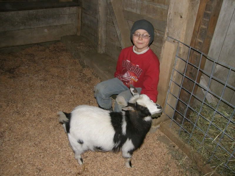 Finally...goat and barn pictures - Goats