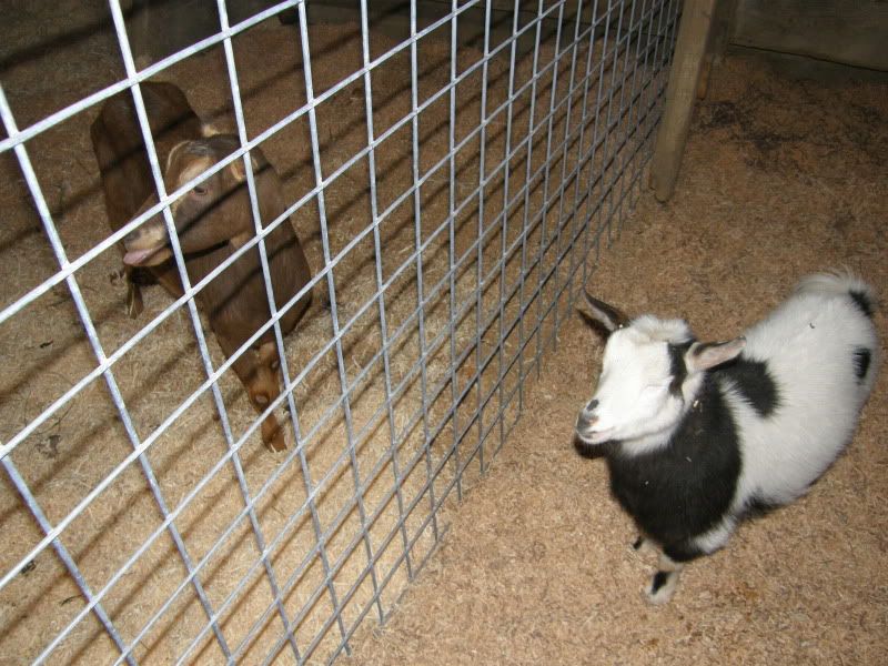 Finally...goat and barn pictures - Goats