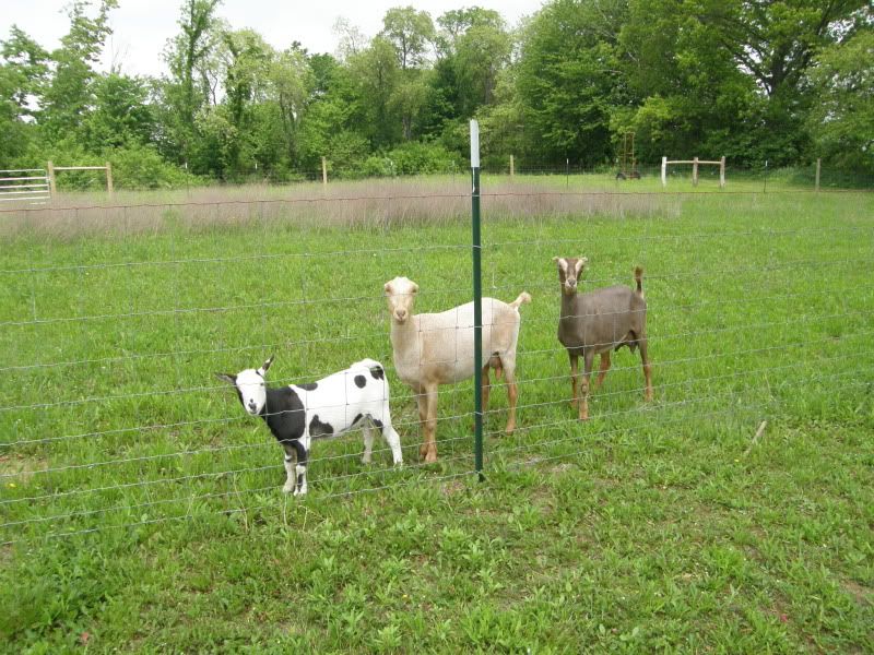 Haircuts and other pictures - Goats