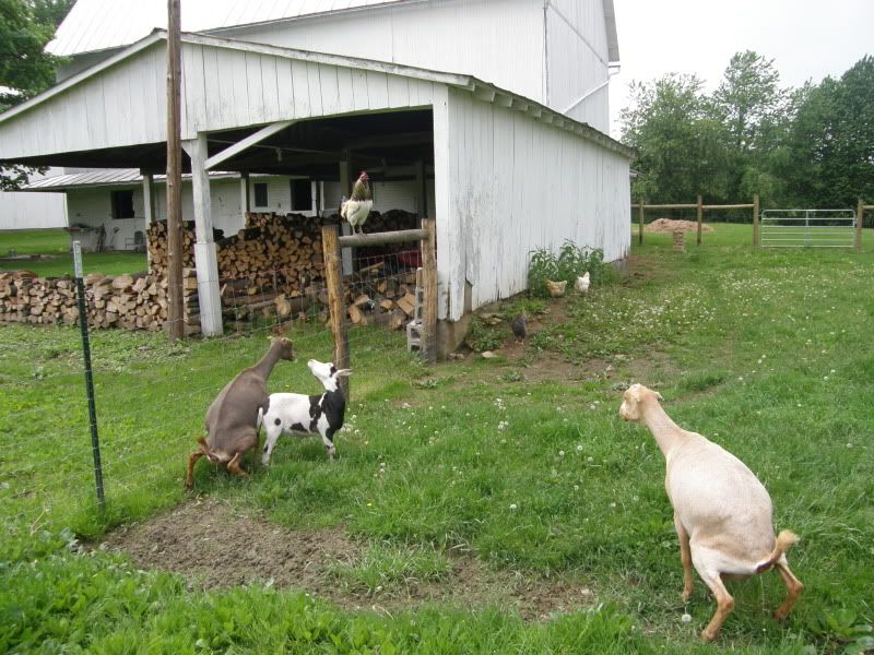 Haircuts and other pictures - Goats