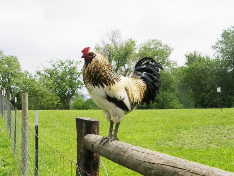 Haircuts and other pictures - Goats