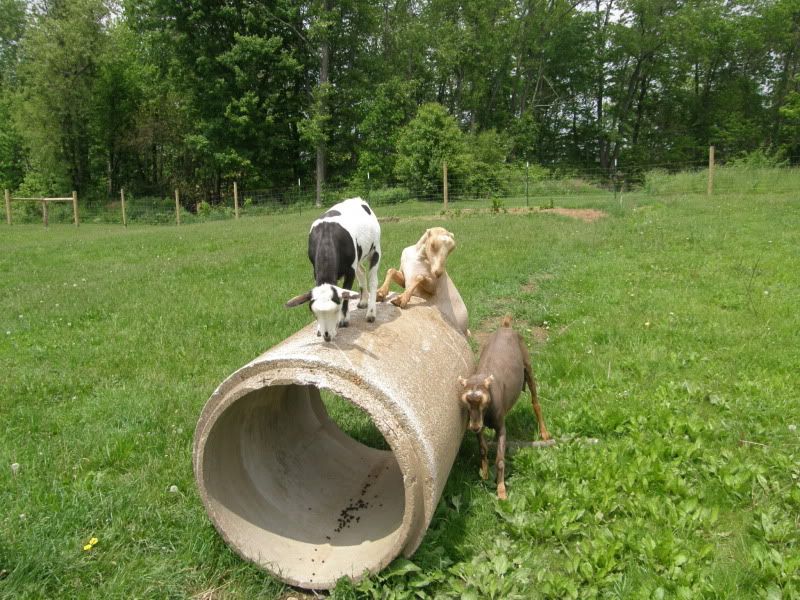 Haircuts and other pictures - Goats