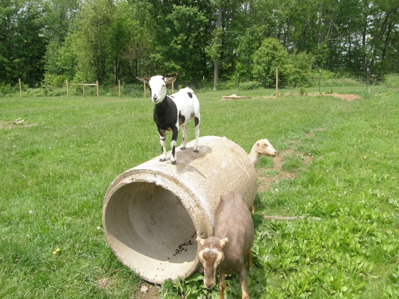 Haircuts and other pictures - Goats