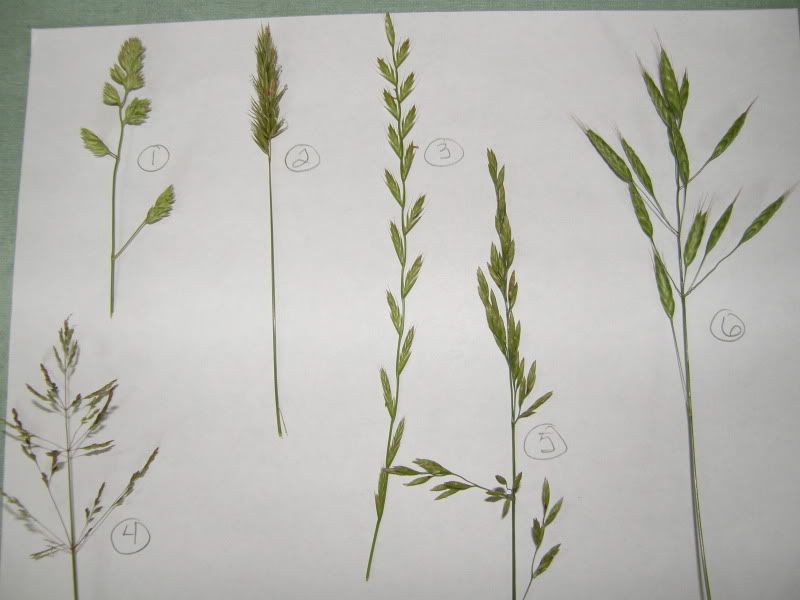 Can you tell me what these grasses are? - Cattle