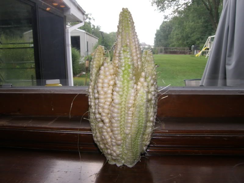 Seven ear of corn on one stalk! - Homesteading Questions