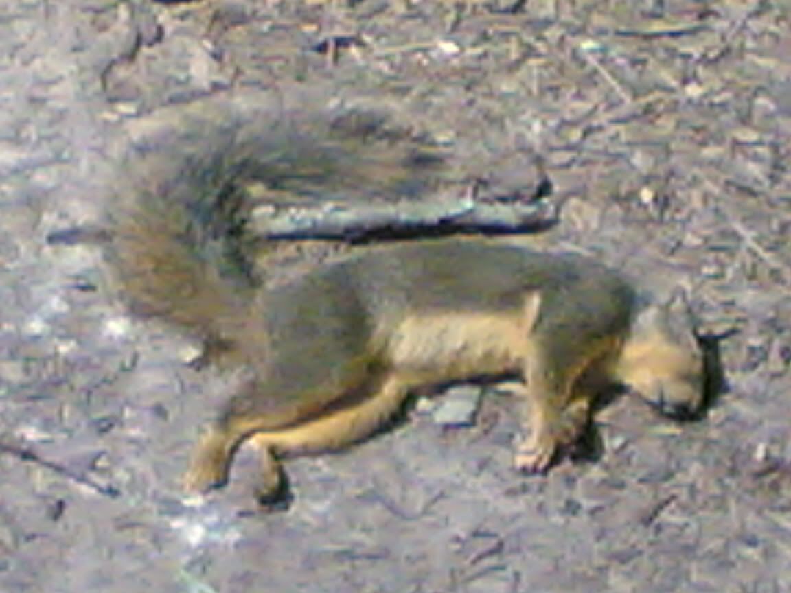cartoon dead squirrel
