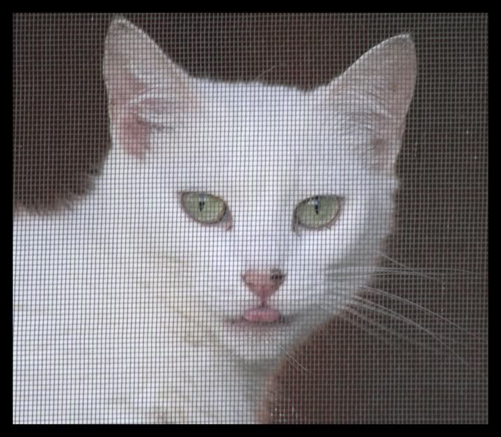 IMAGE: http://i65.photobucket.com/albums/h227/Dare50/CatPic.jpg