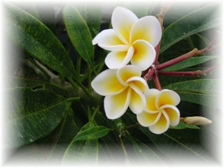 hawaiian flower Pictures, Images and Photos