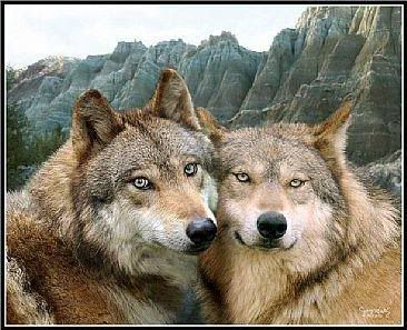 wolf love condition
