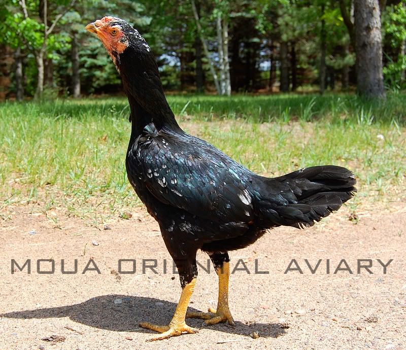 Thai Fowl