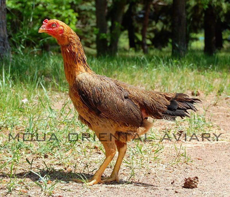 Thai Fowl