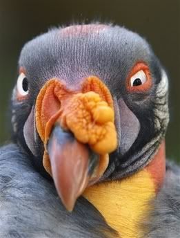 king vulture Pictures, Images and Photos
