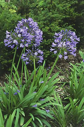 agapanthus-blauw-web.jpg picture by 1944Princess