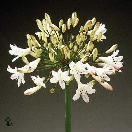 agapanthus.jpg picture by 1944Princess